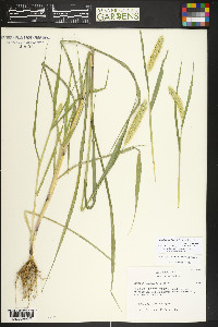Setaria pumila image