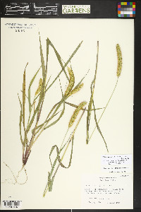 Setaria pumila image