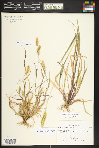Setaria pumila image