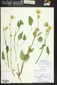 Arnica latifolia image