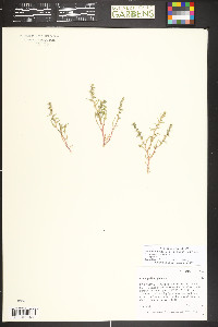 Oxybasis glauca image