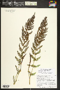 Athyrium americanum image