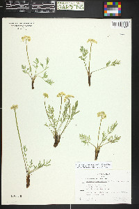 Pseudocymopterus montanus image