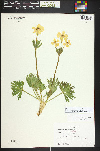 Anemonastrum zephyrum image