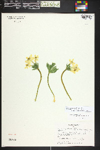 Anemonastrum zephyrum image