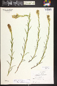 Castilleja septentrionalis image