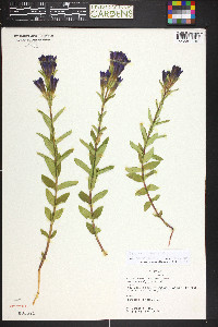 Gentiana parryi image