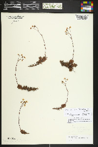 Saxifraga bronchialis image