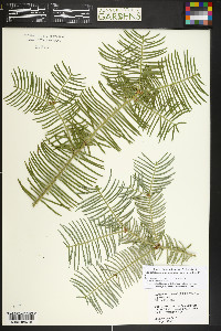 Cephalotaxus harringtonia image