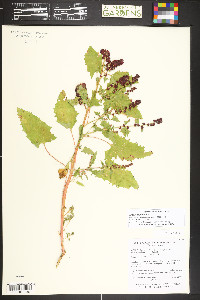 Blitum capitatum image