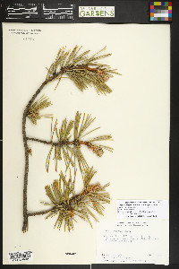Pinus contorta image