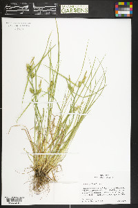 Carex cryptolepis image
