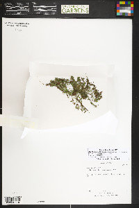 Azolla cristata image