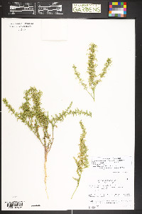 Dysphania botrys image