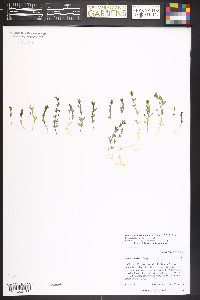 Stellaria sanjuanensis image