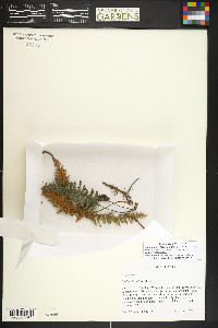 Myriopteris windhamii image