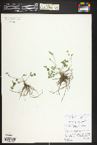 Ranunculus ranunculinus image