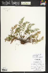 Myriopteris gracilis image