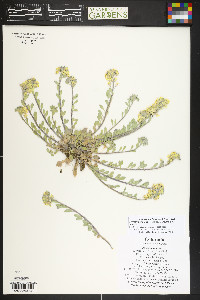 Physaria arenosa image