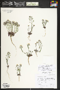 Noccaea fendleri image