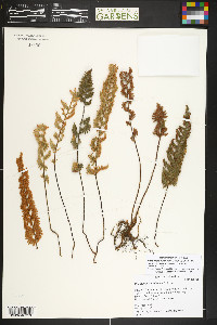 Myriopteris lindheimeri image