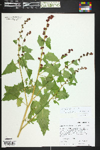 Blitum capitatum image