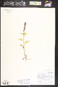 Blitum capitatum image