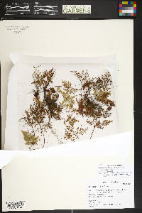 Gaga hirsuta image