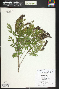 Amorpha canescens image