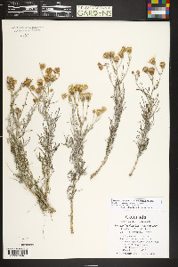 Senecio flaccidus var. douglasii image