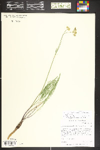 Harbouria trachypleura image