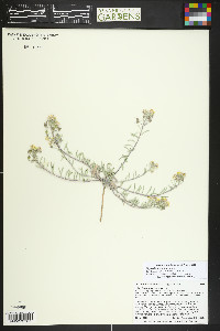 Physaria montana image