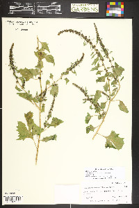 Chenopodium virgatum image