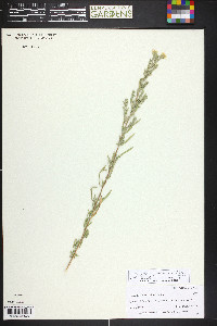 Symphyotrichum falcatum image