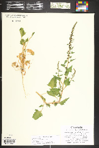 Blitum capitatum image