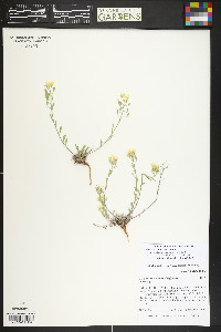Physaria montana image