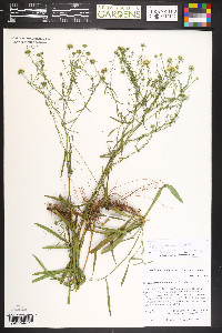 Symphyotrichum porteri image