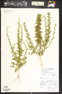 Dysphania botrys image