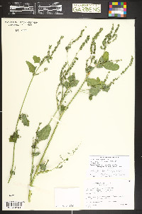 Atriplex heterosperma image