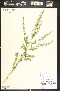 Dysphania botrys image