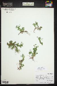 Veronica serpyllifolia subsp. humifusa image