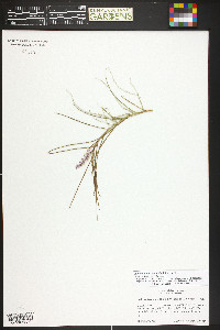 Image of Schoenorchis juncifolia