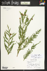 Xanthocyparis nootkatensis image