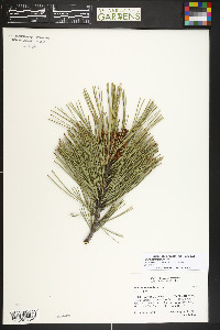 Pinus heldreichii image