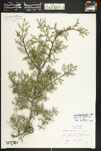 Cupressus arizonica image