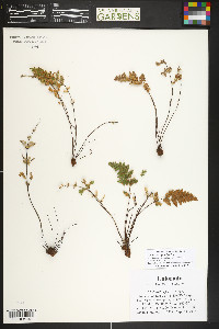 Myriopteris gracilis image