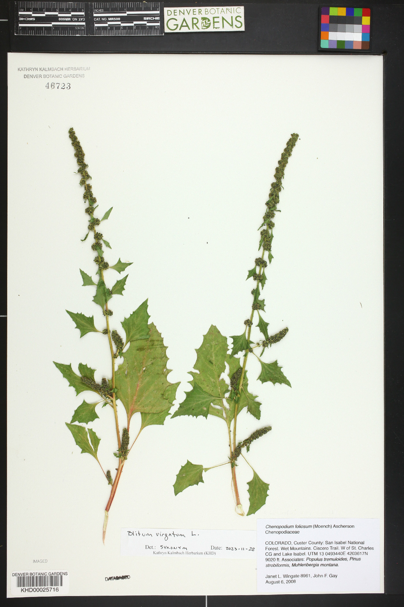 Chenopodium virgatum image