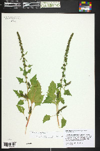 Chenopodium virgatum image