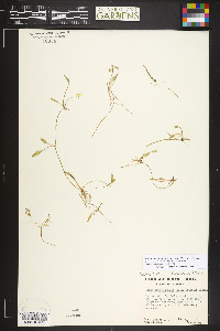 Ranunculus flammula var. ovalis image