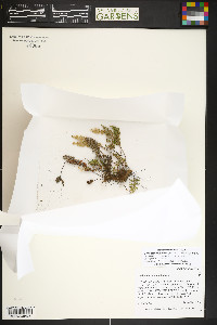 Myriopteris wootonii image